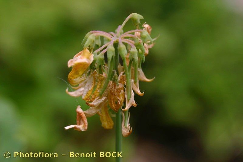 Taken Aug 15, 2005 by Photoflora - Benoit BOCK (©)