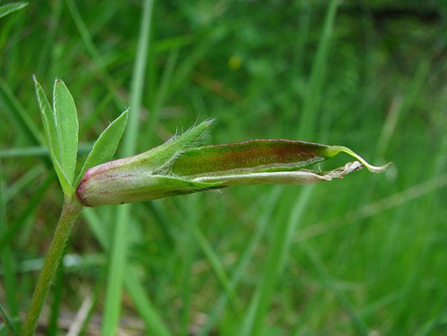 Taken May 27, 2011 by Tela Botanica − Catherine MAHYEUX (cc-by-sa)