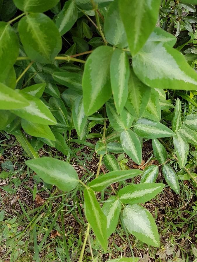 Observation: Desmodium uncinatum (Jacq.) DC. (Stephen Dunchouk Mar