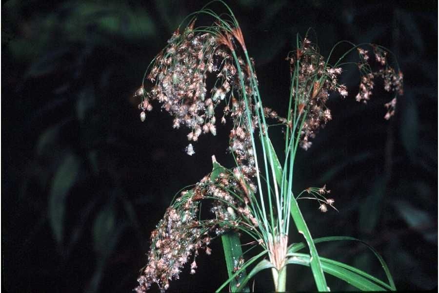 Plant Image 1