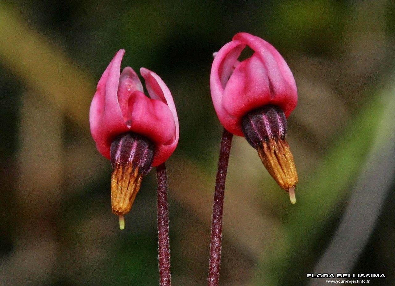 Taken Jan 1, 1800 by Tela Botanica − Thierry Pernot (cc-by-sa)