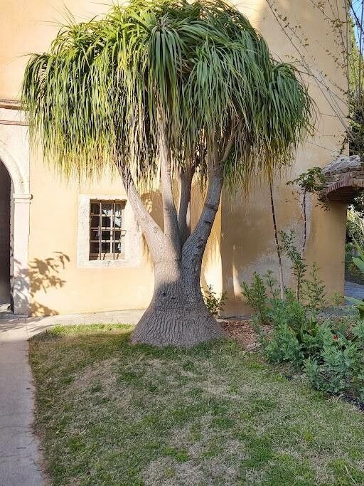 Observation: Beaucarnea recurvata Lem. (FLORENCE GRESSIER Feb 23, 2023 ...