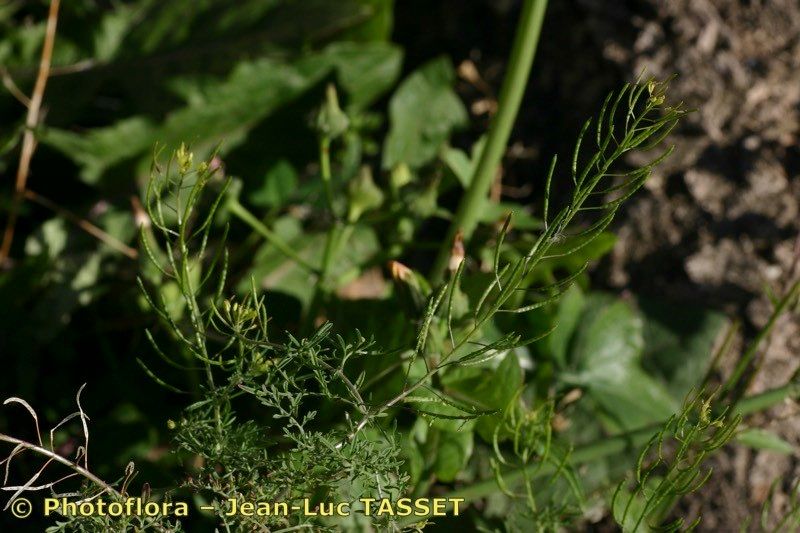 Taken Aug 15, 2004 by Photoflora - Jean-Luc TASSET (©)