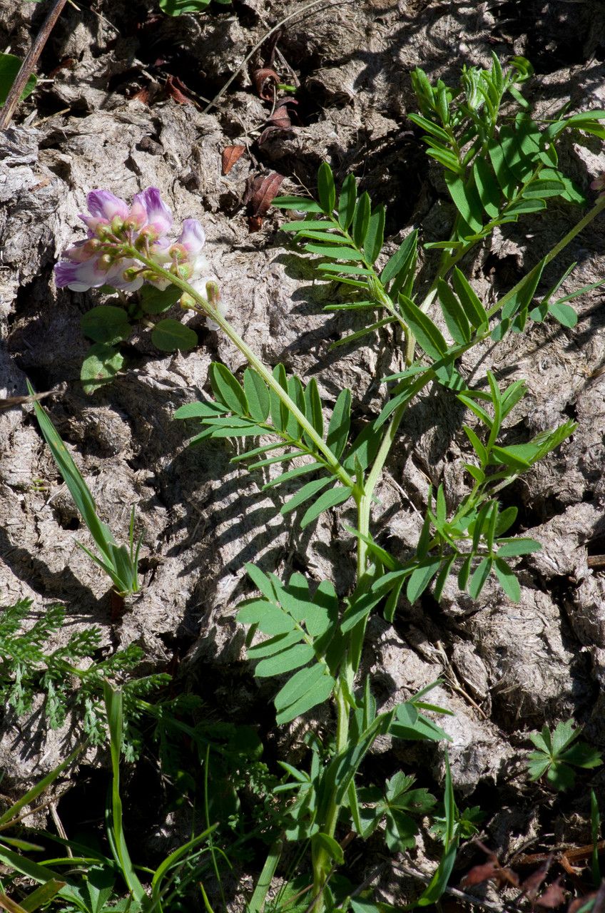 Taken Sep 14, 2011 by Tela Botanica − Jean-Jacques HOUDRÉ (cc-by-sa)