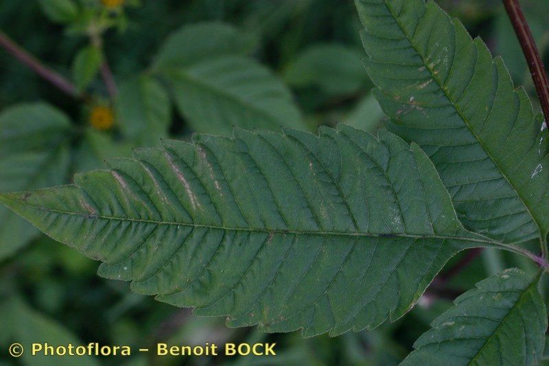 Taken Sep 15, 2004 by Photoflora - Benoit BOCK (©)