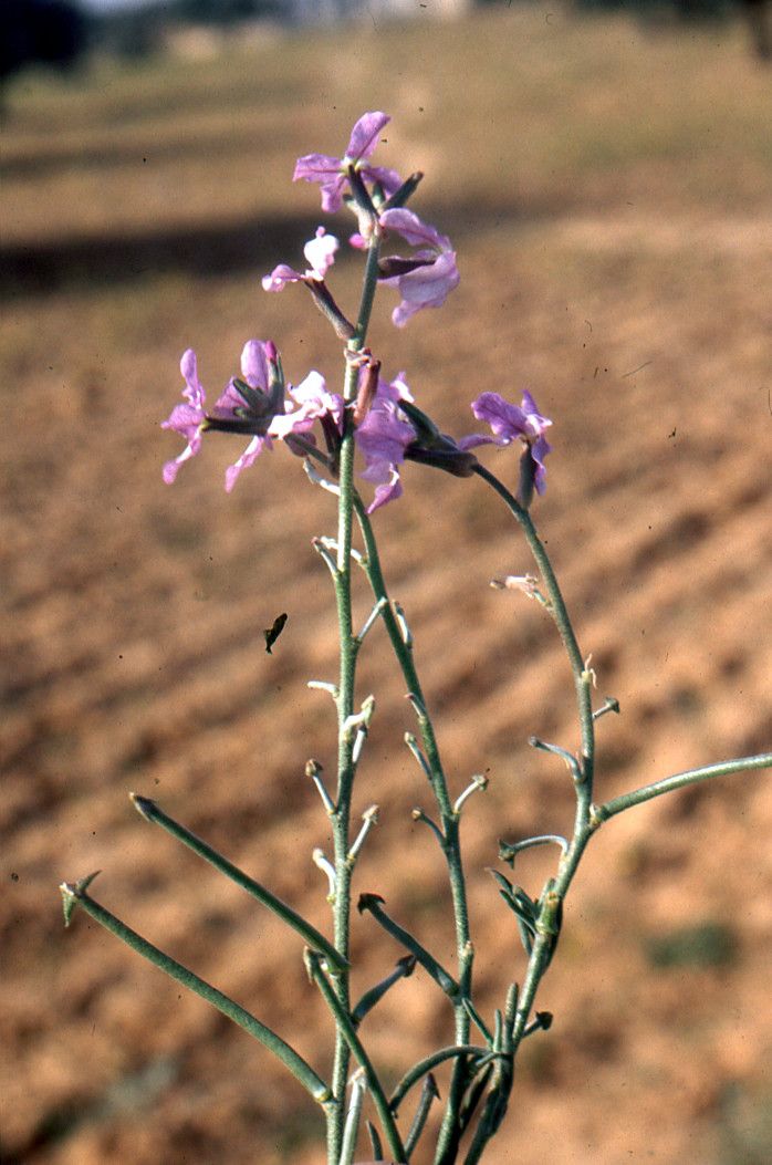 Taken Mar 15, 2004 by Tela Botanica − Liliane Roubaudi (cc-by-sa)