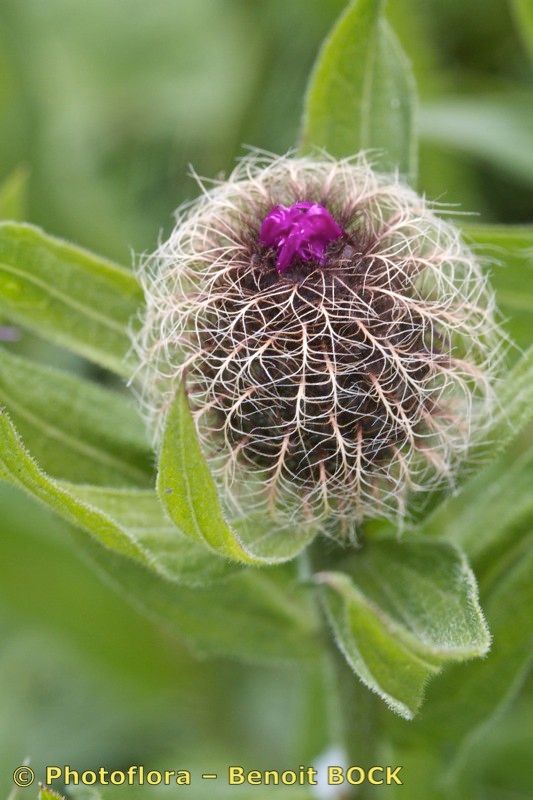 Taken Jul 15, 2012 by Photoflora - Benoit BOCK (©)