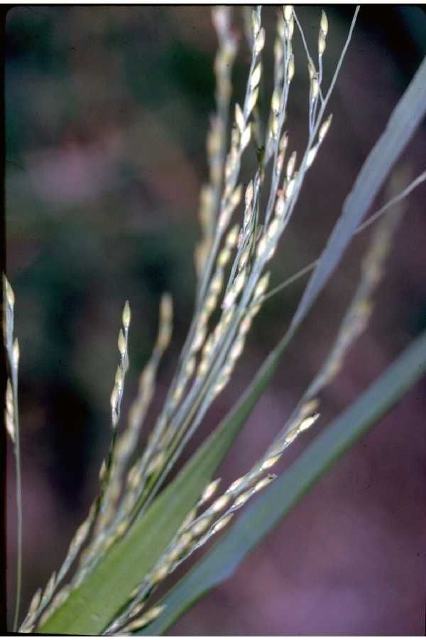 Taken Jan 1, 1900 by EOL − USDA NRCS Wetland Science Institute. (public)