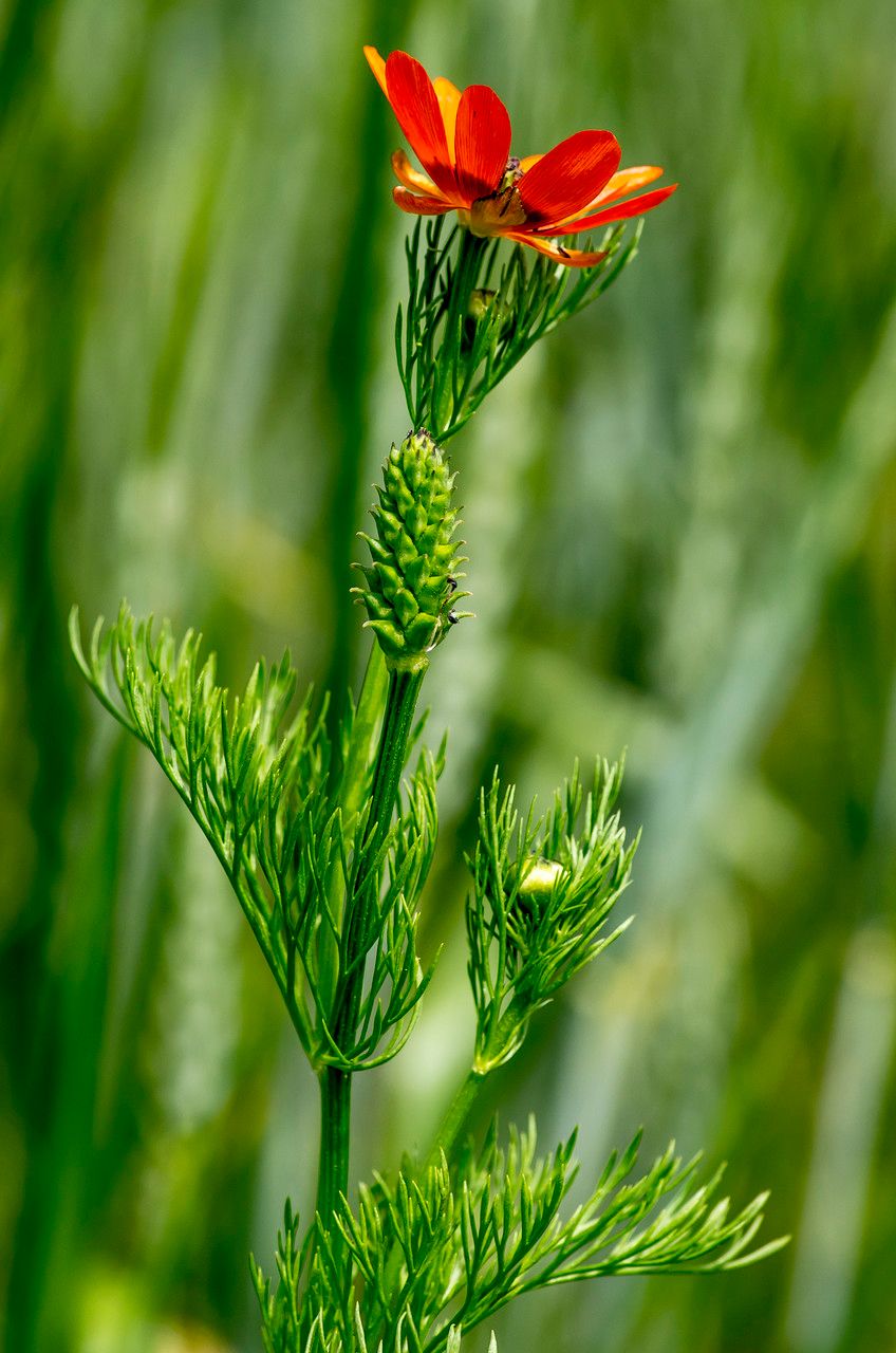 Taken Jun 9, 2014 by Tela Botanica − Jean-Jacques HOUDRÉ (cc-by-sa)