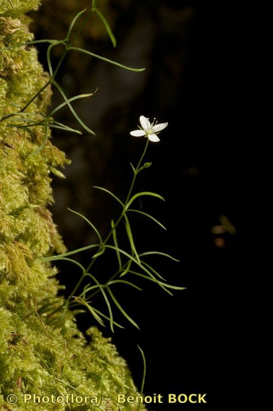 Taken Jul 15, 2010 by Photoflora - Benoit BOCK (©)