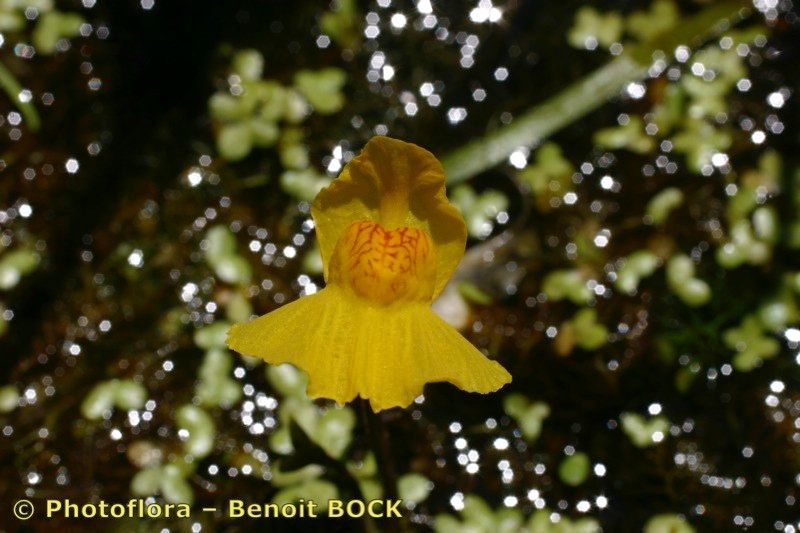 Taken Jul 15, 2005 by Photoflora - Benoit BOCK (©)