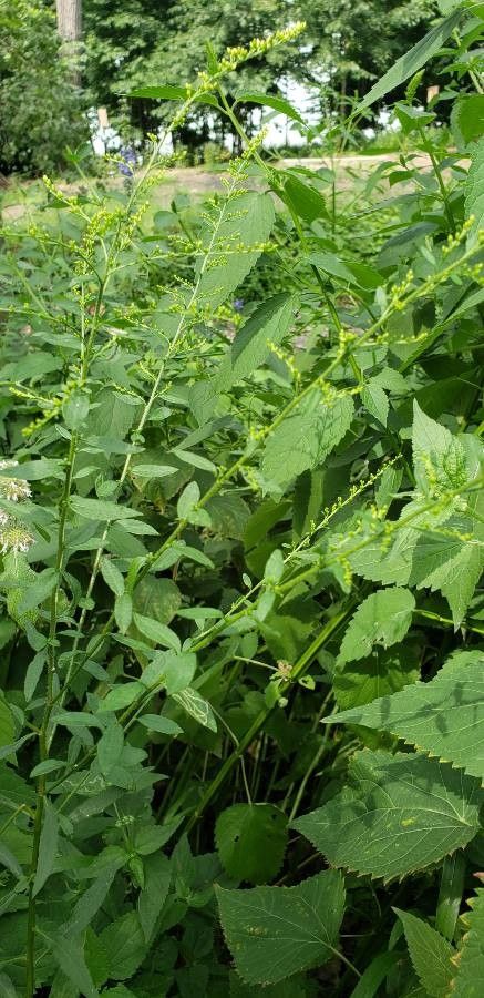 Solidago patula Muhl. ex Willd., Rough-leaf goldenrod (World flora ...