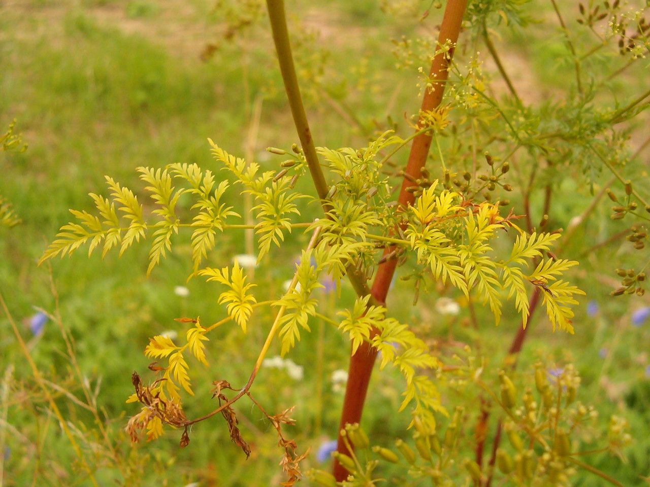 Taken Jul 23, 2011 by Tela Botanica − Florent Beck (cc-by-sa)