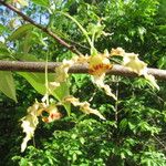 Monodora carolinae Flower