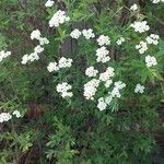 Spiraea nipponica List