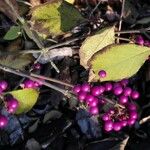 Callicarpa americana Hoja