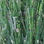 Equisetum × ferrissii Casca