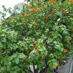 Cordia sebestena Habit