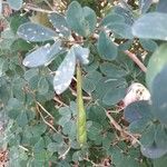 Calliandra tergemina Fruit