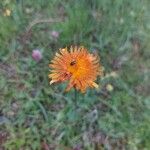 Crepis aurea Çiçek