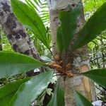 Pittosporum verrucosum Blad