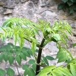 Dahlia imperialis Hoja