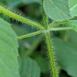 Ocimum tenuiflorum Bark