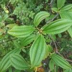 Viburnum davidii Leaf