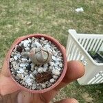 Lapidaria margaretae Hoja
