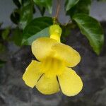 Macfadyena unguis-cati Blomst