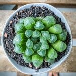 Haworthia obtusaLeaf