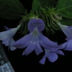 Barleria strigosa 花