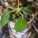 Dorstenia foetida Liść