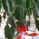 Schlumbergera truncata 花
