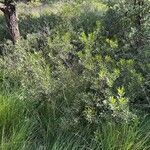 Myrica gale Habit