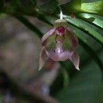 Dichaea panamensis Flower