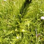 Pedicularis foliosa Çiçek