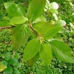 Cornus glabrata Fuelha