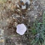Dianthus gyspergerae Virág