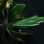 Pittosporum dzumacense Характер