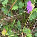 Geranium columbinum Virág