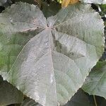 Dombeya wallichii Blad