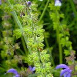 Salvia pratensis Flower