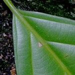 Ocotea meziana Corteza