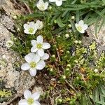 Arenaria ciliata Flor