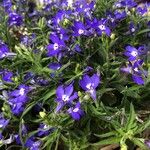 Lobelia erinusBlomst