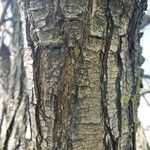 Pyrus calleryana Bark