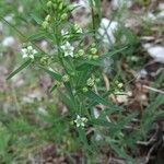 Thesium linophyllon Blüte