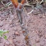 Betula humilis Bark