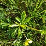 Potentilla simplex Feuille